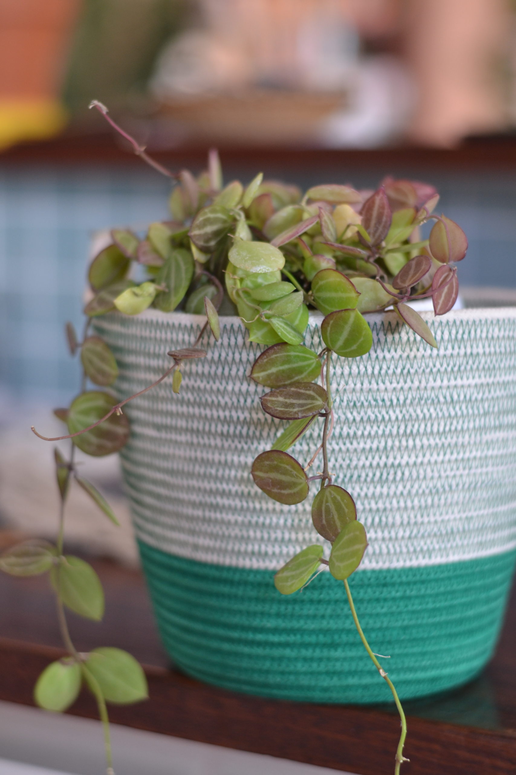 Plant Club Collectors Subscription Saffron�s Garden